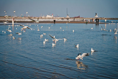 Seagulls swimming in the sea 