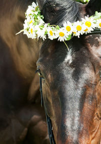 Close-up of flowers on horse