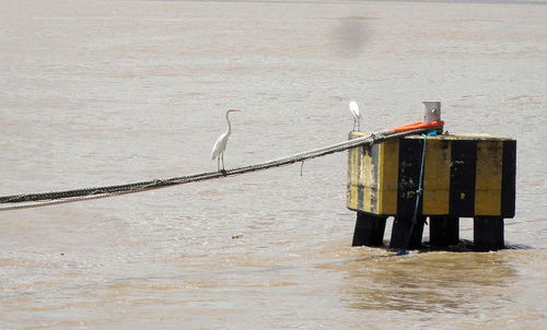 Bird perching on water