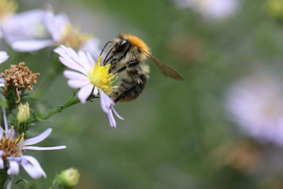 Close-up of honey bee pollinating on flower