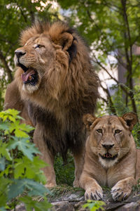 Lion and lioness looking away in forest