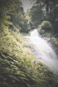 Scenic view of waterfall in forest