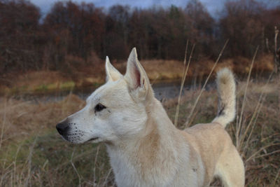 Close-up of a dog looking away