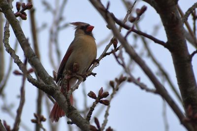 Low angle view of bird perching on tree