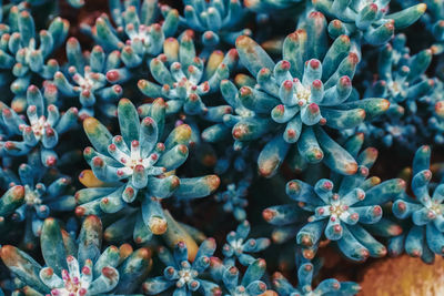 Close-up of succulent plant