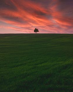 Scenic view of grassy field against sky during sunset