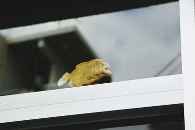 Low angle view of artificial fish seen through window