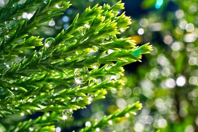 Close-up of green leaves