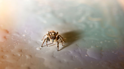 Close-up of spider