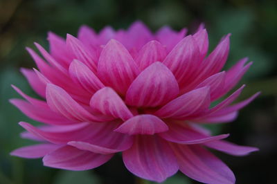 Close-up of pink flowers blooming outdoors