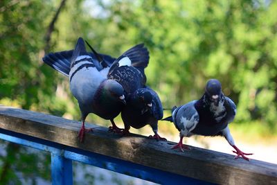 Pigeons perching on a railing