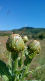 Close-up of prickly pear cactus