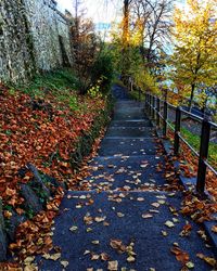 Autumn trees in park