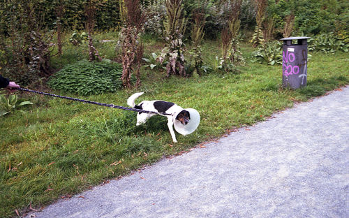Bicycle on road by trees