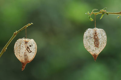 Close-up of wilted winter cherry