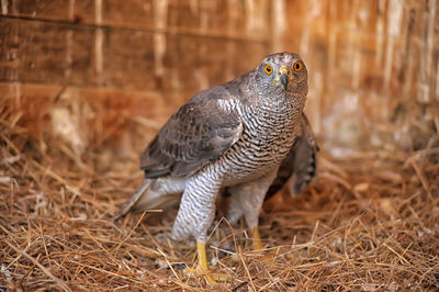 Close-up of a bird on field