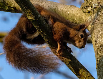 Close-up of squirrel on tree trunk