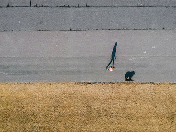 High angle view of birds flying over road