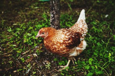 Close-up of a bird on land