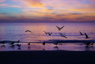 bird