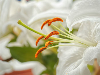 Close-up of white flowering plant