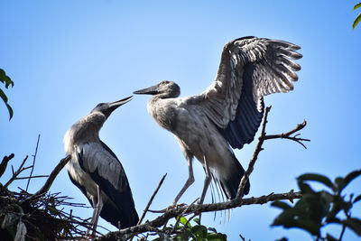 Low angle view of birds perching on tree against sky