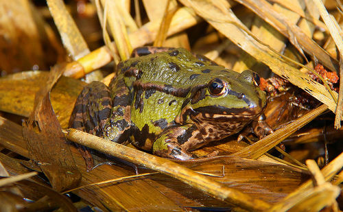 Close-up of frog on wood