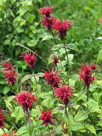 Close-up of red flowering plants in park