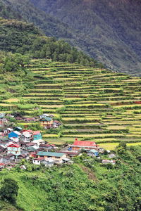 High angle view of agricultural field