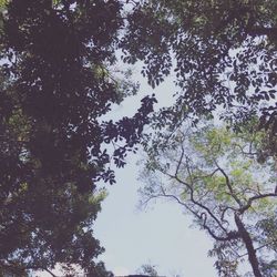 Low angle view of trees against clear blue sky