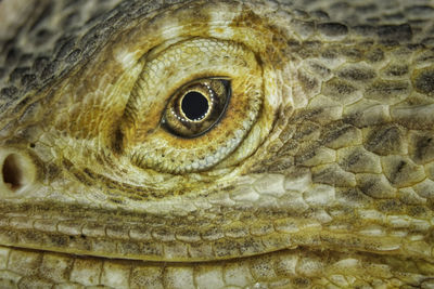 Close-up of a lizard