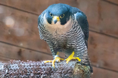 Close-up of owl perching