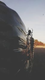 Close-up of insect flying against the sky