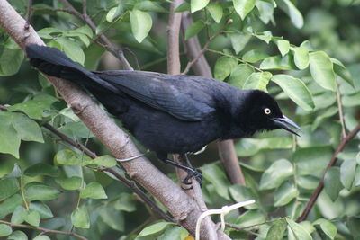 Full length of chough perching on branch