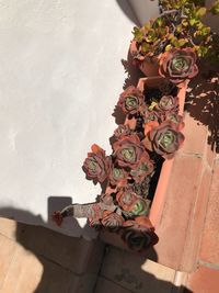 Close-up of flower bouquet against building