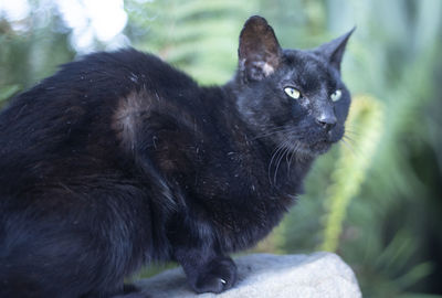 Close-up of black cat