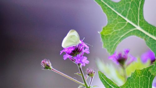 Close-up of purple flowering plant