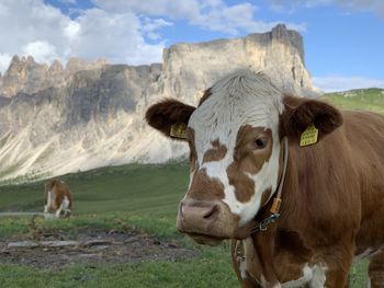 Cow standing in a field