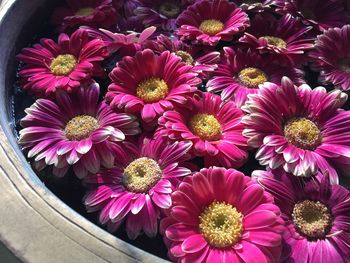 Close-up of flowers