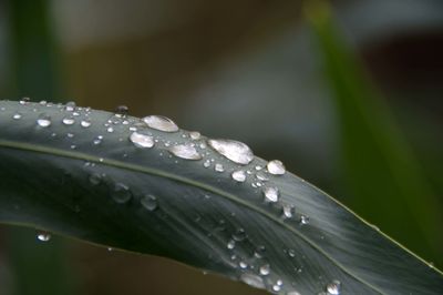 Close-up of water drops on leaf