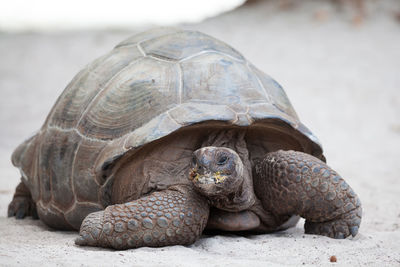 Close-up of a turtle