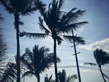 Low angle view of palm trees