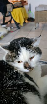 Close-up of cat resting at home