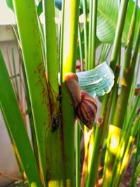 Close-up of snail on plant