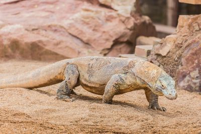 Komodo dragon on dirt field