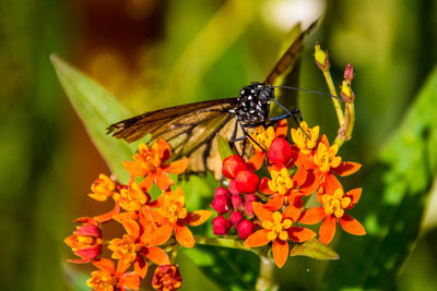 Close-up of butterfly pollinating on flower