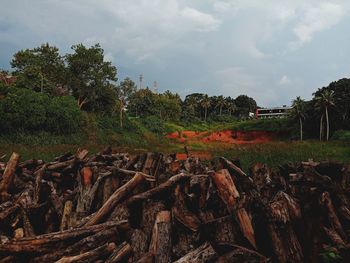 Plants growing on field against sky