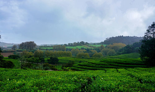 Scenic view of tea field against sky