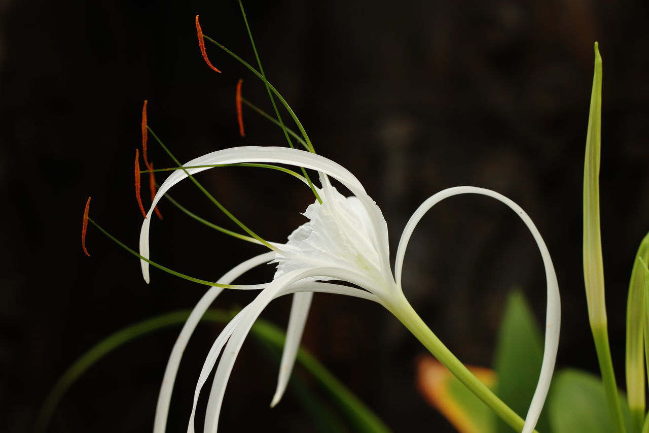 CLOSE-UP OF WHITE FLOWER