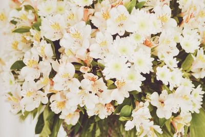 Close-up of white flowers blooming outdoors